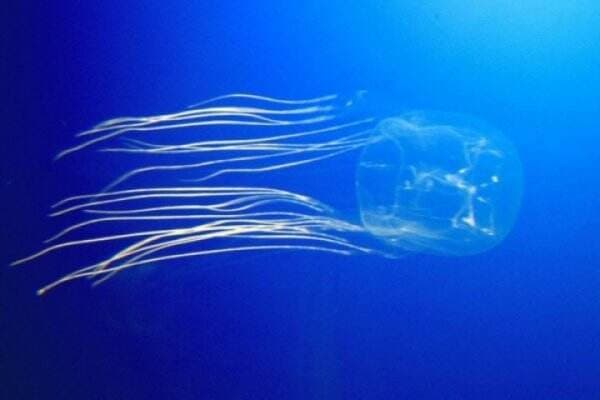 Inilah 5 Fakta Hewan Kecil Laut iyang Sangat Mematikan