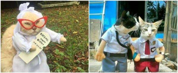 11 potret lucu kucing pakai baju layaknya manusia, bikin tepuk jidat 11 potret lucu kucing pakai baju layaknya manusia, bikin tepuk jidat