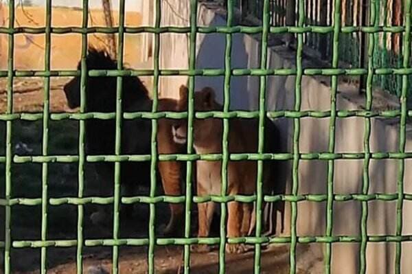 Singa Betina Tewaskan Penjaga Kebun Bintang di Iran, Lalu Kabur Bersama Pasangannya