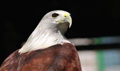 Elang Bondol dan Salak Condet, Maskot Jakarta yang Terancam Binasa Elang Bondol dan Salak Condet, Maskot Jakarta yang Terancam Binasa