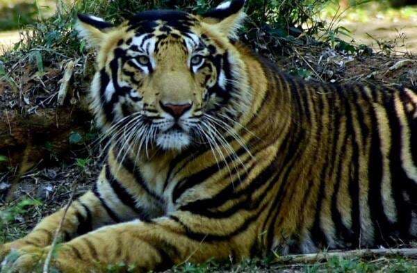 Harimau Hitam Super Langka Terekam Kamera, Wujudnya Bikin Terkesima Harimau Hitam Super Langka Terekam Kamera, Wujudnya Bikin Terkesima