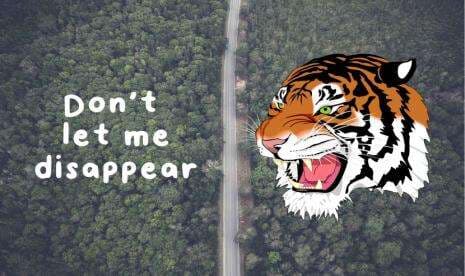 Alhamdulillah, 13 Ekor Harimau Sumatera Terpantau di Taman Nasional Gunung Leuser Alhamdulillah, 13 Ekor Harimau Sumatera Terpantau di Taman Nasional Gunung Leuser