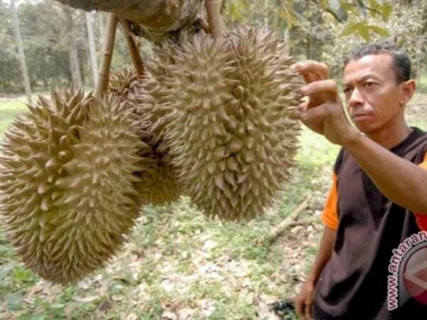 Fakta Lain Nglanggeran, Desa &#039;Durian&#039; di Pathuk Gunungkidul yang Buahnya Bergelantungan