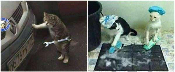 13 Pose kocak kucing seperti manusia ini bikin geleng kepala 13 Pose kocak kucing seperti manusia ini bikin geleng kepala