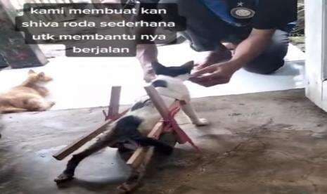 Video Viral Kucing Lumpuh Tanpa Operasi Bisa Berjalan Normal. Kisahnya Bikin Haru Warganet Video Viral Kucing Lumpuh Tanpa Operasi Bisa Berjalan Normal. Kisahnya Bikin Haru Warganet