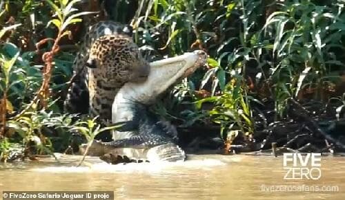 Sengitnya Pertarungan Jaguar dan Buaya yang Jadi Korbannya, Mengerikan! Sengitnya Pertarungan Jaguar dan Buaya yang Jadi Korbannya, Mengerikan!