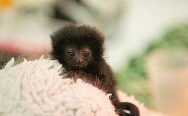 Kebun Binatang Adopsi Bayi Monyet yang Dibuang Induknya, Penampakannya Imut Banget Kebun Binatang Adopsi Bayi Monyet yang Dibuang Induknya, Penampakannya Imut Banget