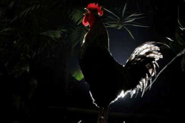 7 Arti dan Makna Ayam Berkokok Malam Hari 7 Arti dan Makna Ayam Berkokok Malam Hari
