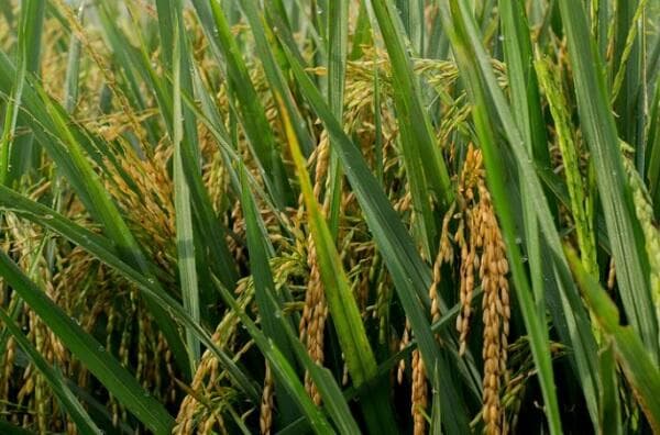 Negara yang Mendapat Julukan Lumbung Padi Asia Tenggara adalah Thailand, Ini Alasannya Negara yang Mendapat Julukan Lumbung Padi Asia Tenggara adalah Thailand, Ini Alasannya