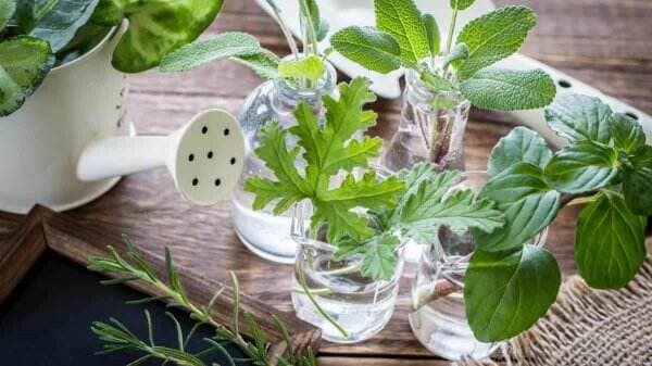 Ingin Memiliki Taman Herbal Di Rumah? Ini 10 Jenis Tanaman Yang Wajib Ada