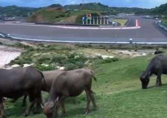 Viral Makan Rumput Dekat Sirkuit Mandalika, Netizen: Hanya di Indonesia Kerbau Bisa Nonton MotoGP Viral Makan Rumput Dekat Sirkuit Mandalika, Netizen: Hanya di Indonesia Kerbau Bisa Nonton MotoGP