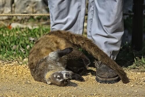 Dinamai Dobby, Bayi Hewan Ini Mirip dengan Karakter di Harry Potter Dinamai Dobby, Bayi Hewan Ini Mirip dengan Karakter di Harry Potter