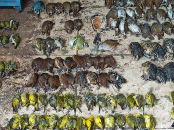 Misterius, Ratusan Ekor Burung di Pasar Ini Mati Mendadak!