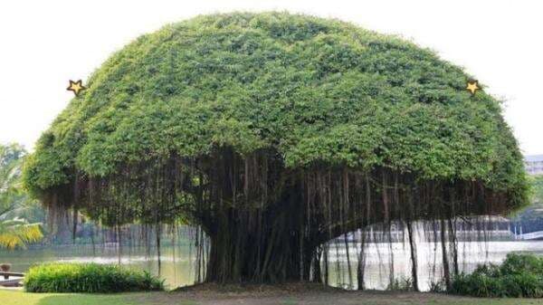 Biasa Ditanam Dekat Rumah, 9 Pohon Ini Biasa Jadi Sarang Jin dan Setan Biasa Ditanam Dekat Rumah, 9 Pohon Ini Biasa Jadi Sarang Jin dan Setan