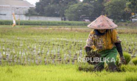 BPS: Produksi Beras 2021 Turun Tipis BPS: Produksi Beras 2021 Turun Tipis