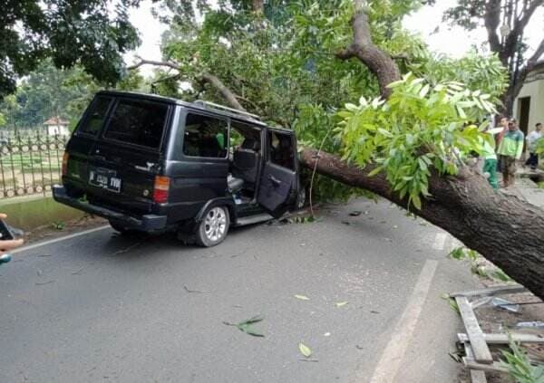 Pohon Tumbang Timpa Mobil Di Pondok Rangon, Satu Orang Terluka
