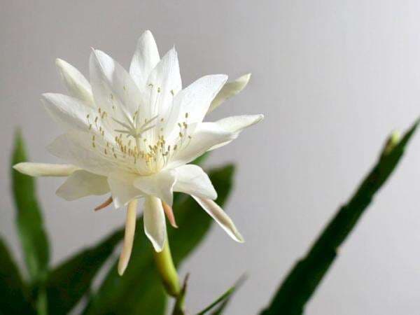 Bunga Wijaya Kusuma: Mitos, Manfaat, dan Cara Merawatnya Bunga Wijaya Kusuma: Mitos, Manfaat, dan Cara Merawatnya