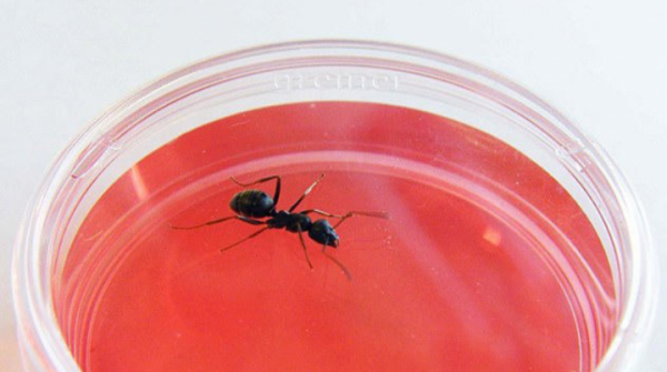 Studi Ungkap Semut Bisa Mendeteksi Sel Kanker pada Manusia
