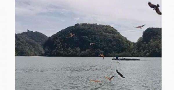 Wisata ke Pulau Langkawi dengan Kapal Pesiar, Seru Lihat Atraksi Elang Wisata ke Pulau Langkawi dengan Kapal Pesiar, Seru Lihat Atraksi Elang