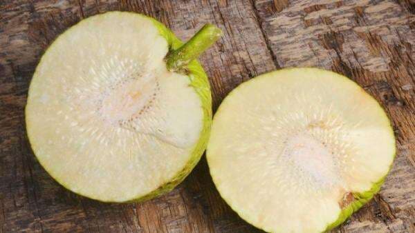 Buat Kamu yang Kekurangan Darah dan Biasanya Mengeluh Pusing, Sukun Bisa Jadi Solusi Cemilan Buat Kamu yang Kekurangan Darah dan Biasanya Mengeluh Pusing, Sukun Bisa Jadi Solusi Cemilan