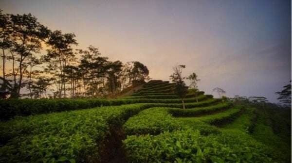 Sensasi Melihat Kemegahan Candi Borobudur dari Kebun Teh Nglinggo