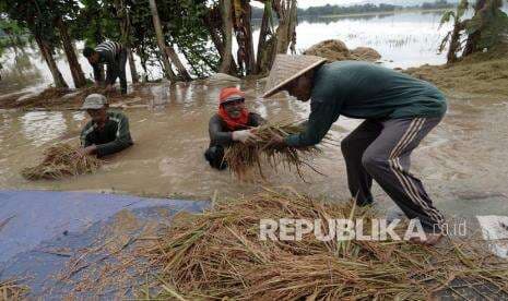 In Picture: Banjir Kembali Menyergap, Petani Banyumas Gagal Panen