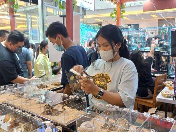 Tips memelihara Ular Jenis Ball Python, Dijamin Umur Panjang Tips memelihara Ular Jenis Ball Python, Dijamin Umur Panjang