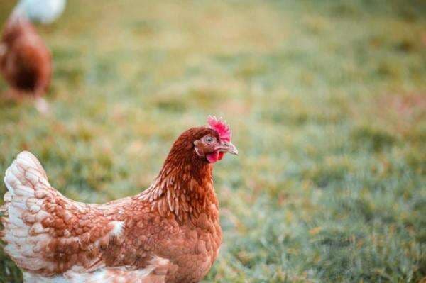 4 Bagian Tubuh Ayam yang Tidak Boleh Dimakan, Mengandung Banyak Bakteri 4 Bagian Tubuh Ayam yang Tidak Boleh Dimakan, Mengandung Banyak Bakteri