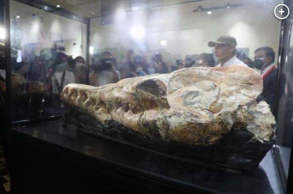 Tengkorak `Monster Laut` Nenek Moyang Paus Berusia 36 Juta Tahun Ditemukan Tengkorak `Monster Laut` Nenek Moyang Paus Berusia 36 Juta Tahun Ditemukan