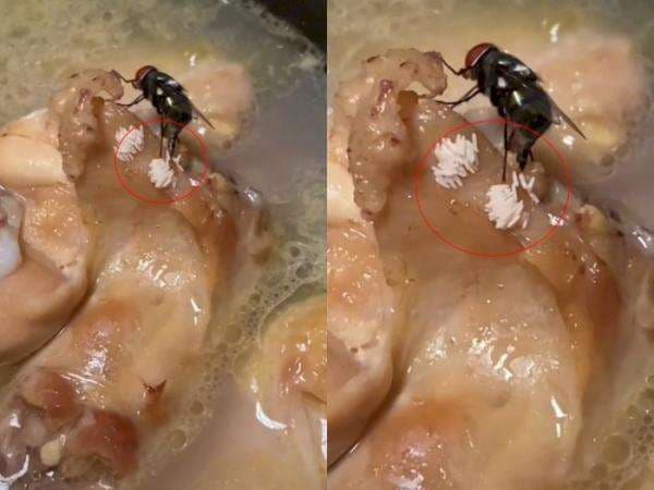 Viral Video Lalat Hijau Bertelur di Potongan Ayam, Bikin Mual dan Gak Selera Makan Viral Video Lalat Hijau Bertelur di Potongan Ayam, Bikin Mual dan Gak Selera Makan