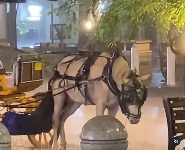 Viral Video Kuda Delman Dibiarkan Kehujanan di Tempat Wisata, Kasihan! Sampai Tertunduk Kedinginan Viral Video Kuda Delman Dibiarkan Kehujanan di Tempat Wisata, Kasihan! Sampai Tertunduk Kedinginan