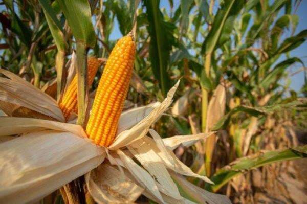 Chord Gitar dan Lirik Lagu Menanam Jagung Ciptaan Ibu Sud Chord Gitar dan Lirik Lagu Menanam Jagung Ciptaan Ibu Sud