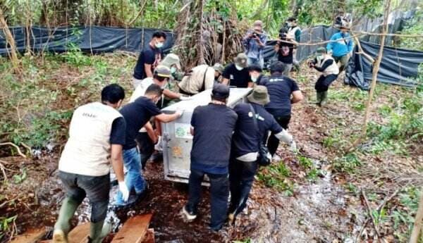 Balai Besar KSDA Riau Lepasliarkan Seekor Harimau Sumatera Berusia 3 Tahun ke Hutan Konservasi