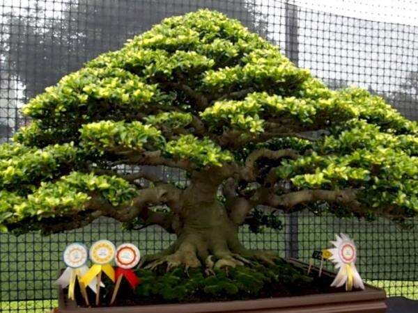 What! Harga Bonsai Ditawar Ratusan Juta tapi Enggan Dijual Pemiliknya, Ini Alasannya What! Harga Bonsai Ditawar Ratusan Juta tapi Enggan Dijual Pemiliknya, Ini Alasannya