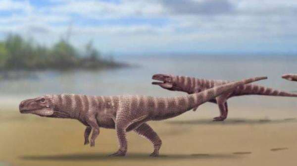 8 Hewan Purba yang Masih Hidup di Indonesia 8 Hewan Purba yang Masih Hidup di Indonesia