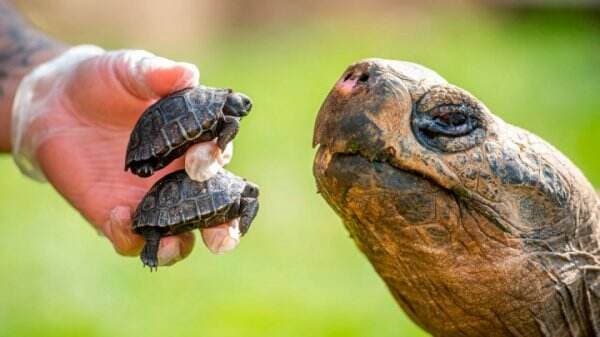 Dua Kura-kura Raksasa yang Terancam Punah Lahir Berkat Ayah Kura-kura Berusia 70 Tahun