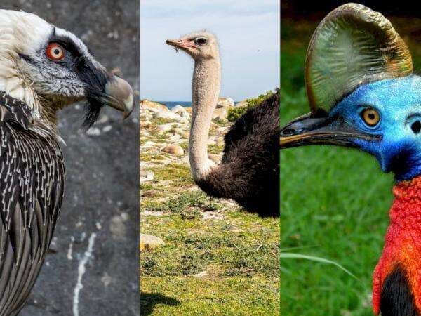 3 Daftar Burung Paling Berbahaya di Dunia, Dianggap Dapat Menyebabkan Kematian 3 Daftar Burung Paling Berbahaya di Dunia, Dianggap Dapat Menyebabkan Kematian