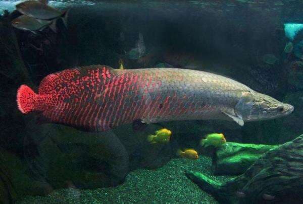 Apa Itu Ikan Arapaima? Ikan Raksasa yang Bikin Geger Warga Tangerang Apa Itu Ikan Arapaima? Ikan Raksasa yang Bikin Geger Warga Tangerang