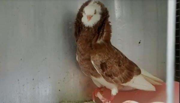 Usaha Ternak Merpati Hias, Ada yang Laku Rp40 Juta Seekor Usaha Ternak Merpati Hias, Ada yang Laku Rp40 Juta Seekor