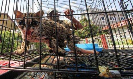 BKSDA Kembalikan Kucing Hutan ke Habitat