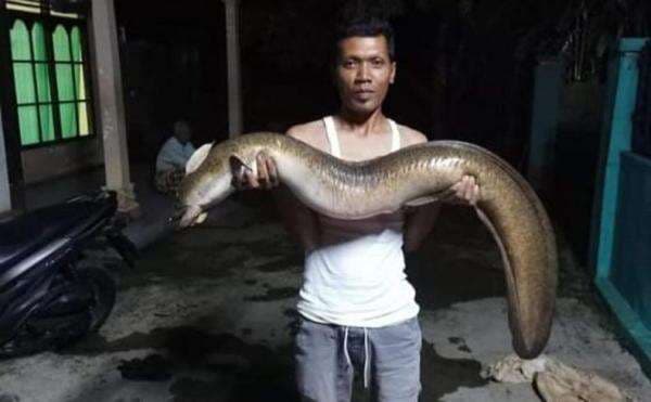 Heboh Sungai Serayu Berlumpur Pekat, Ribuan Ikan dan Pelus Raksasa Kembali Mabuk Heboh Sungai Serayu Berlumpur Pekat, Ribuan Ikan dan Pelus Raksasa Kembali Mabuk