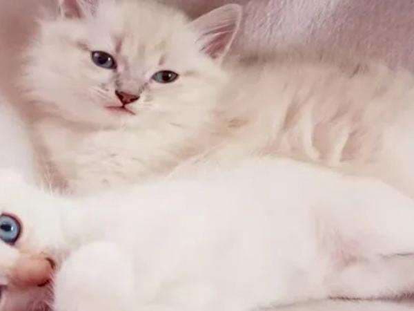 Mengenal 3 Jenis Kucing Anggora Beserta Harganya, Lucu Banget! Mengenal 3 Jenis Kucing Anggora Beserta Harganya, Lucu Banget!