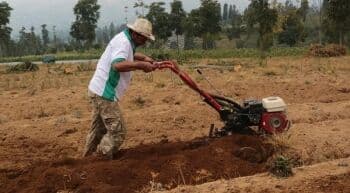 Pengamat: Indonesia Sukses Tingkatkan Produktivitas Padi dan Jagung
