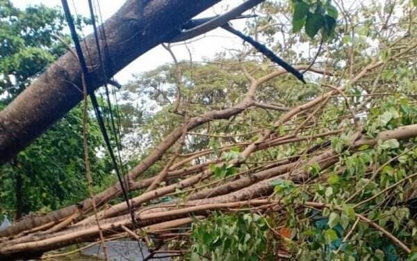 Pohon Tumbang Timpa Kabel PLN, Jaringan Listrik di Mataram Terganggu