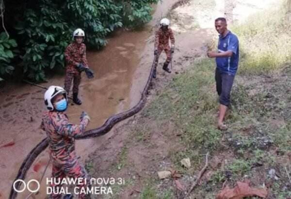 Ular Piton Sepanjang 6 Meter Ditangkap Petugas Damkar, Ini Foto-Fotonya