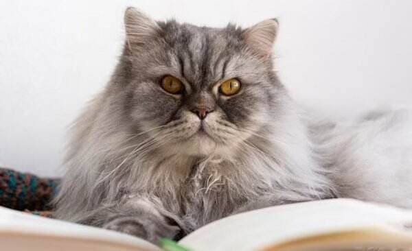 Peneliti Jepang: Kucing Tahu Nama Pemiliknya dan Teman Sesama