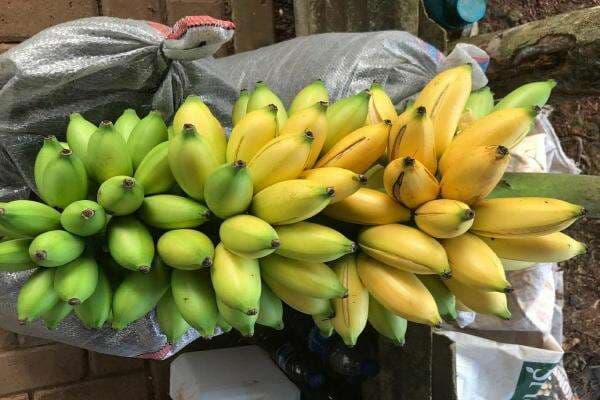 Makan Pisang Saat Perut Kosong, Ternyata Bahaya! Kok Bisa? Makan Pisang Saat Perut Kosong, Ternyata Bahaya! Kok Bisa?