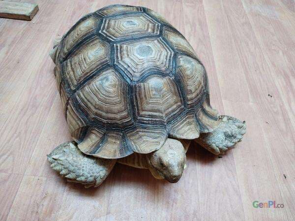 Kura-kura Sulcata Motifnya, Cocok yang Pengin Peliharaan Unik Kura-kura Sulcata Motifnya, Cocok yang Pengin Peliharaan Unik