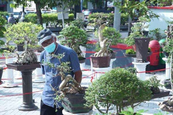 Pameran di Perpustakaan Boyolali, Bonsai Joko Terjual Rp100 Juta Pameran di Perpustakaan Boyolali, Bonsai Joko Terjual Rp100 Juta