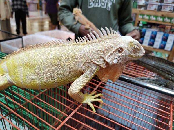 Iguana Albino, Jenis Termahal yang Sedang Jadi Primadona Iguana Albino, Jenis Termahal yang Sedang Jadi Primadona